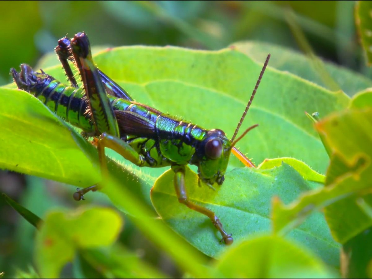 Животные и насекомые ореховой Рощи