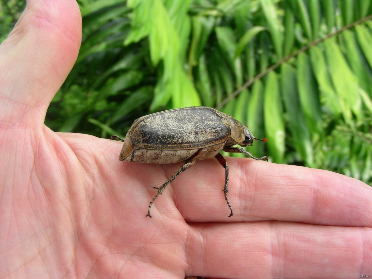 Таиландский Жук большой