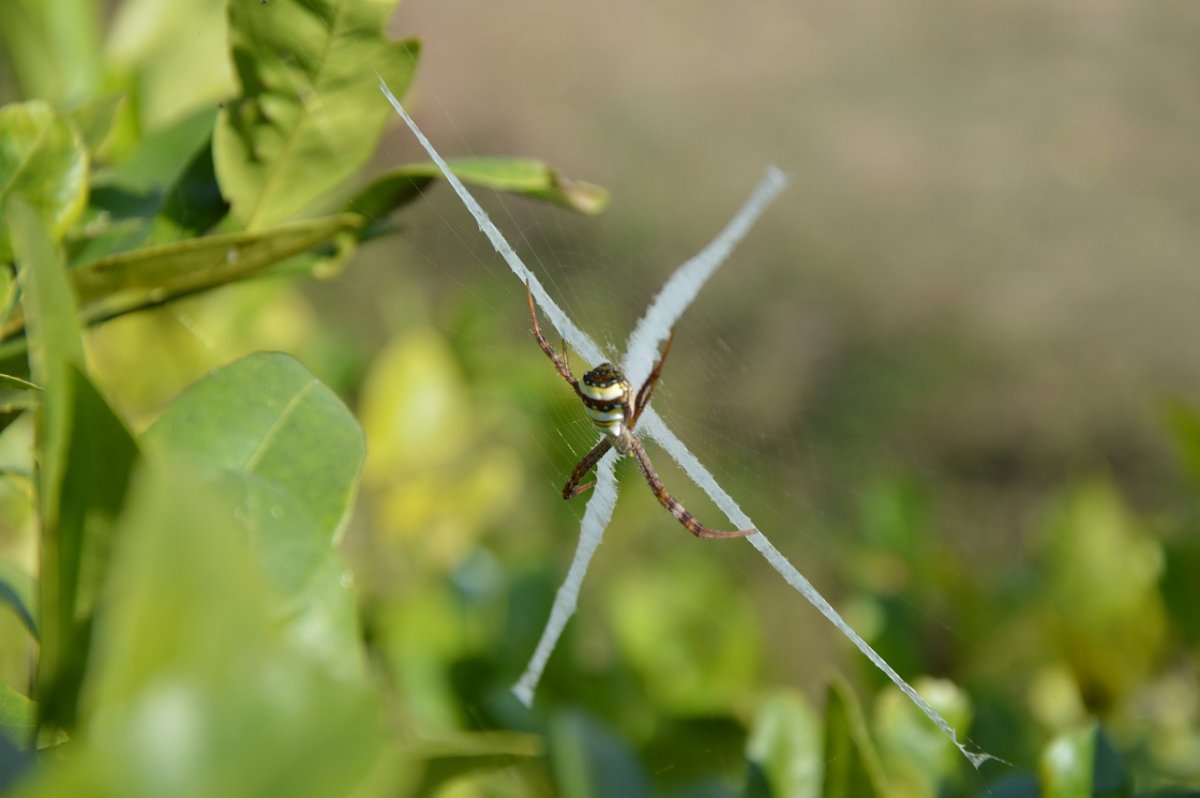 Летающие насекомые Тайланда