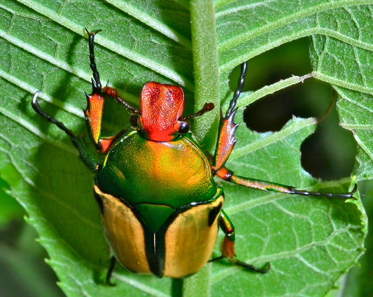 Красивые необычные насекомые