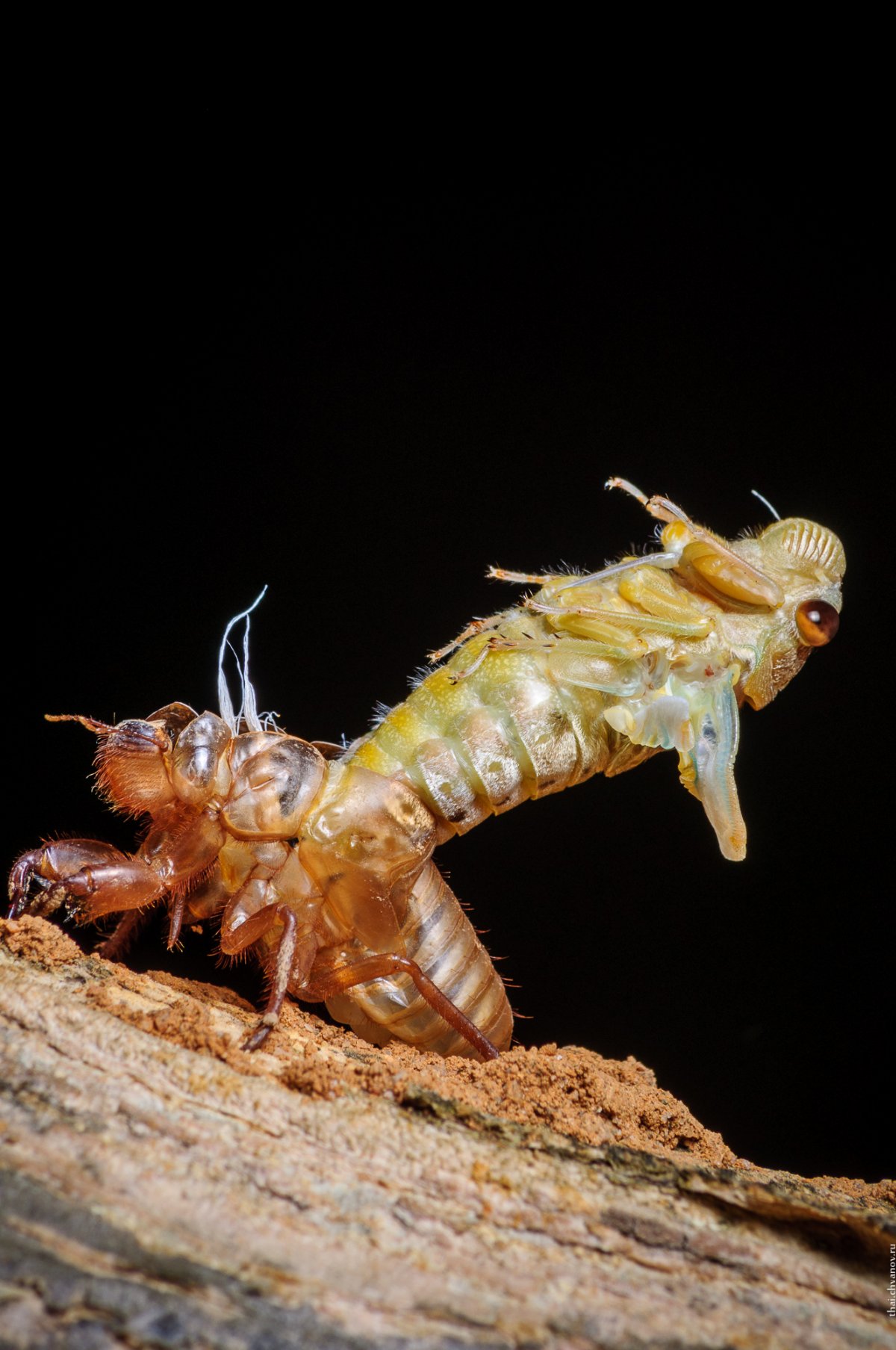 Линька цикады