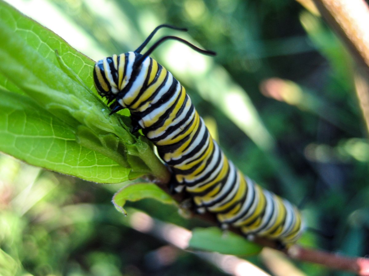 Гусеница бабочки Данаида Монарх
