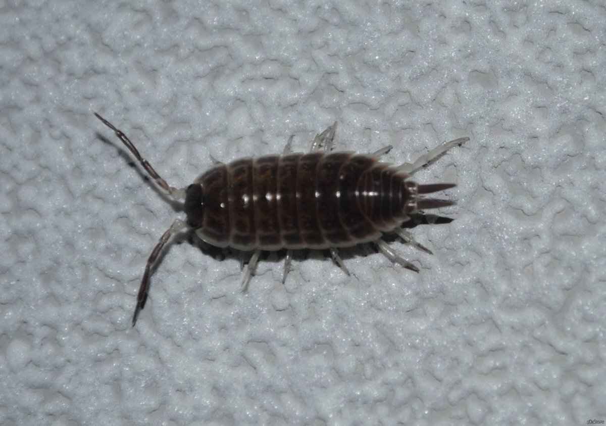 Мокрица Жук личинки