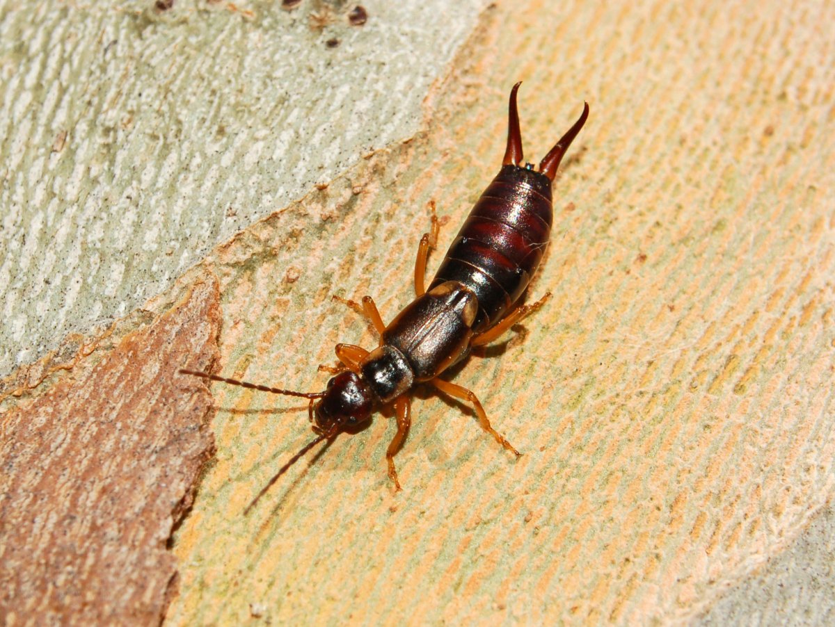 Личинка мокрицы