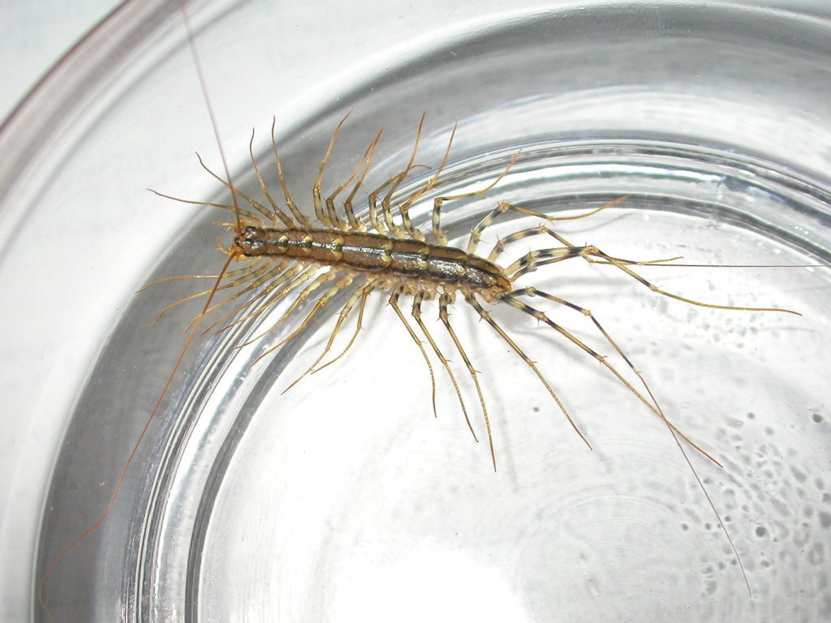 Мокрица насекомое многоножка