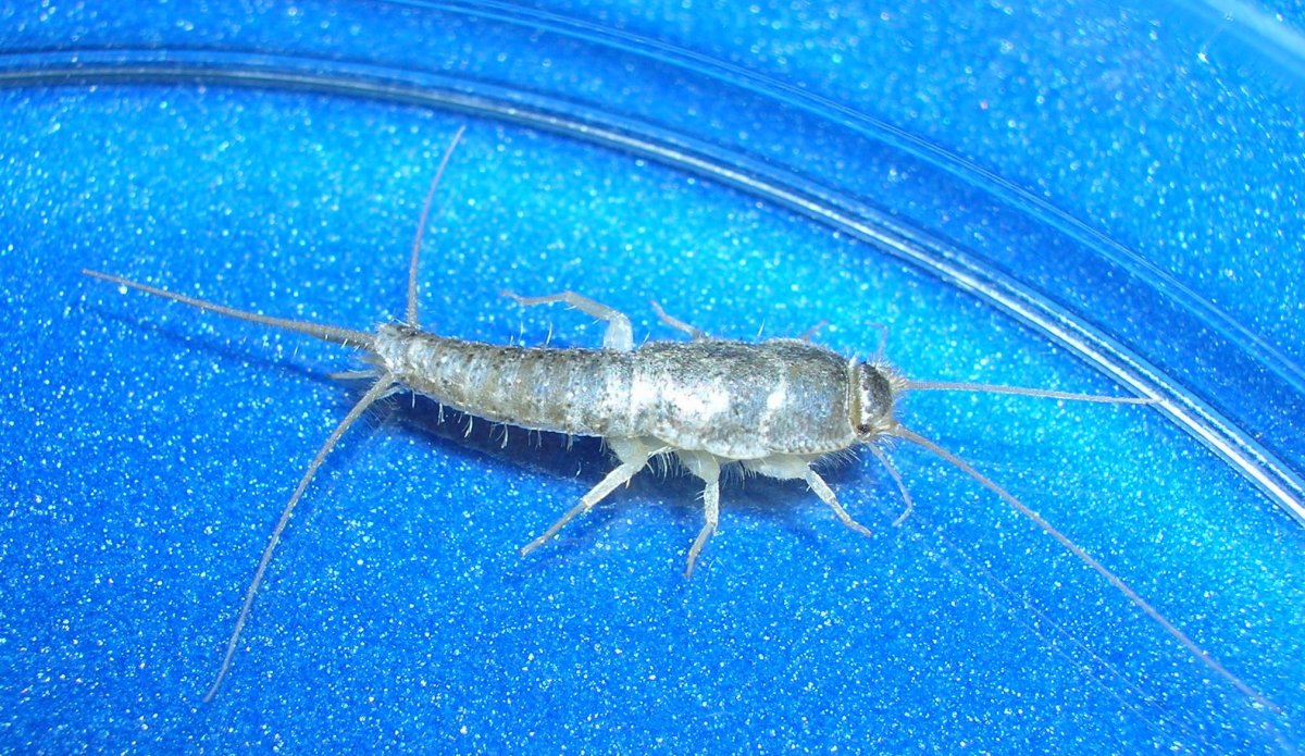 Сильвер Фиш насекомое