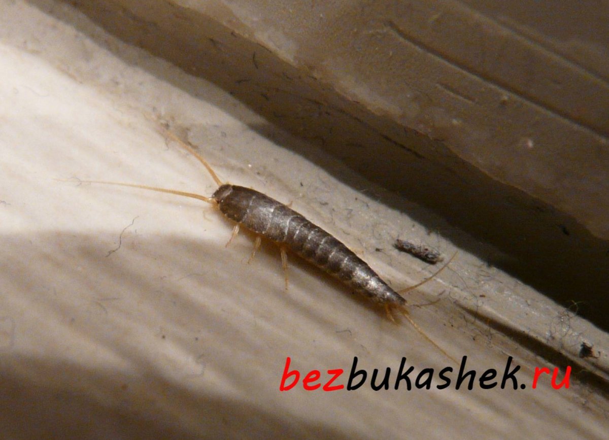 Мокрица чешуйница кожеед