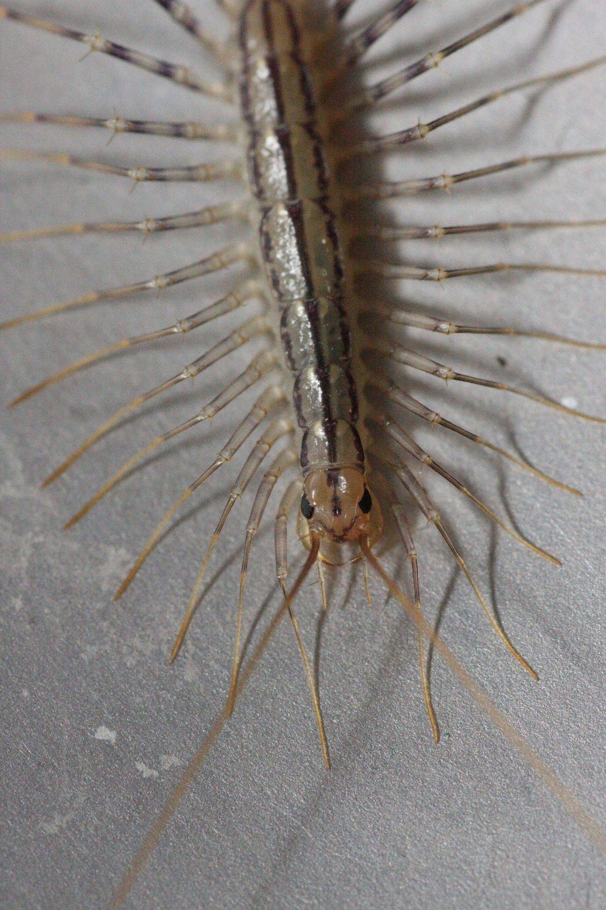 Сколопендра скутигера