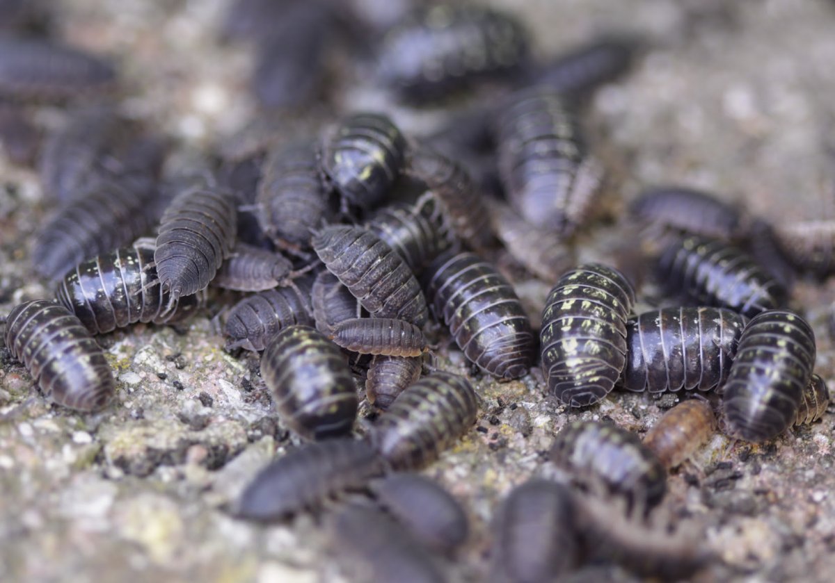 Мокрица Жук личинки