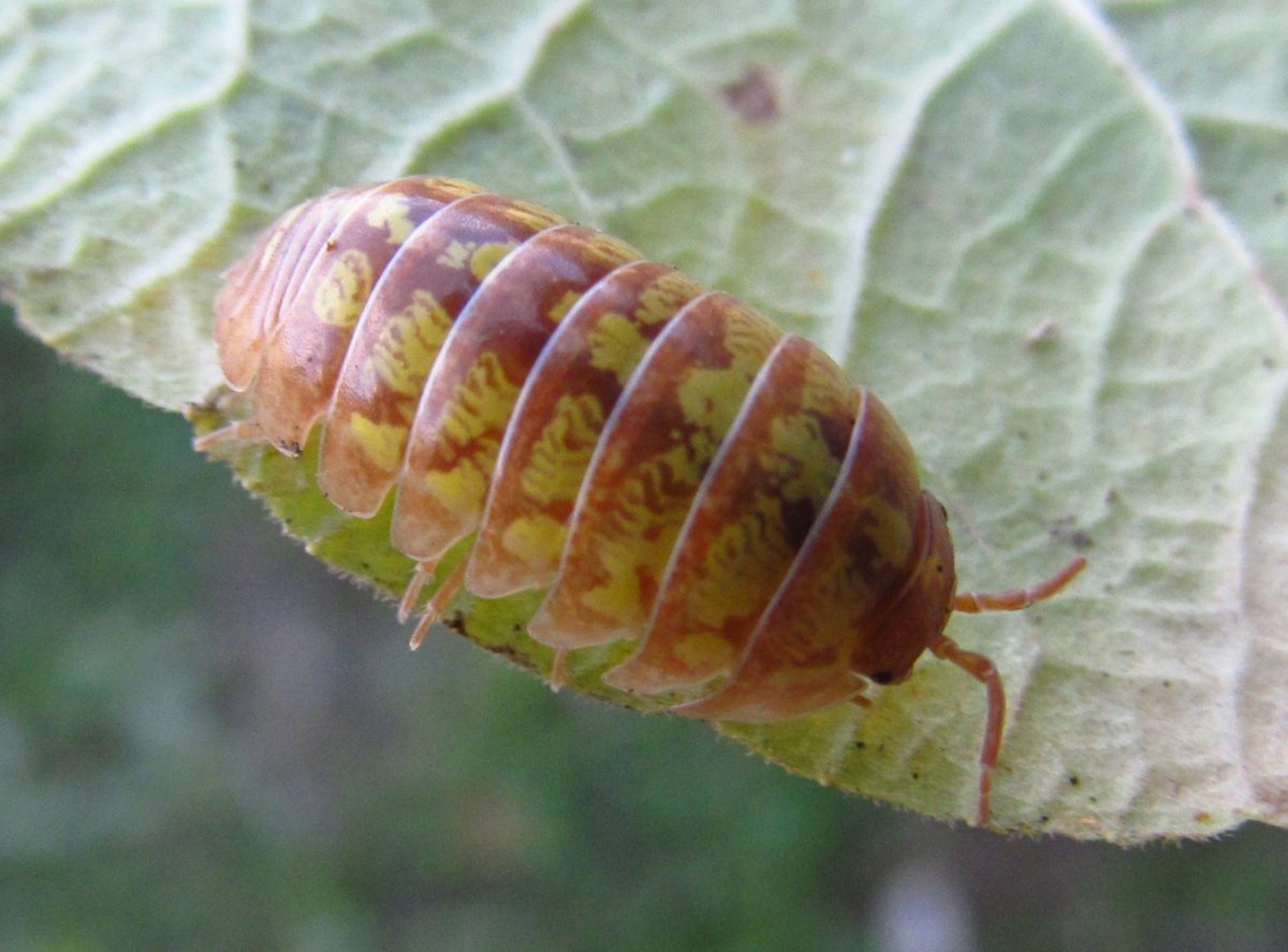 Гусеница мокрица