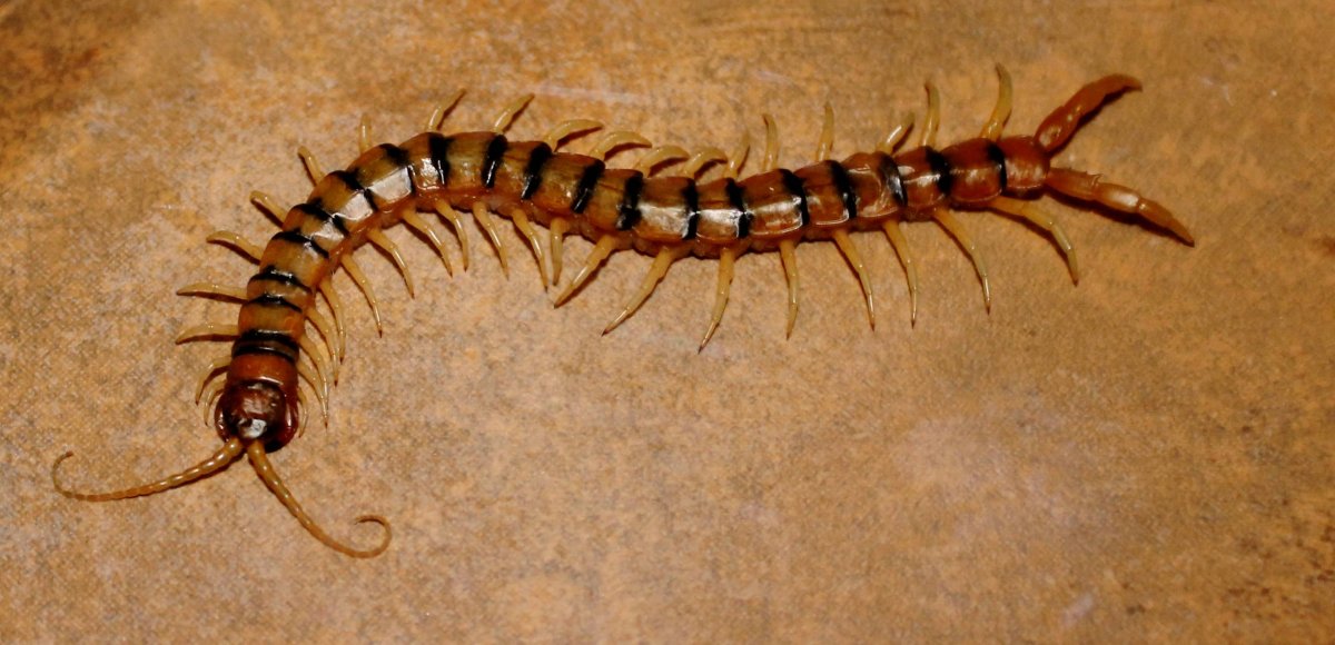 Сколопендра Сибирская