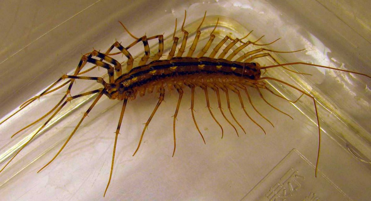 Мухоловка сороконожка