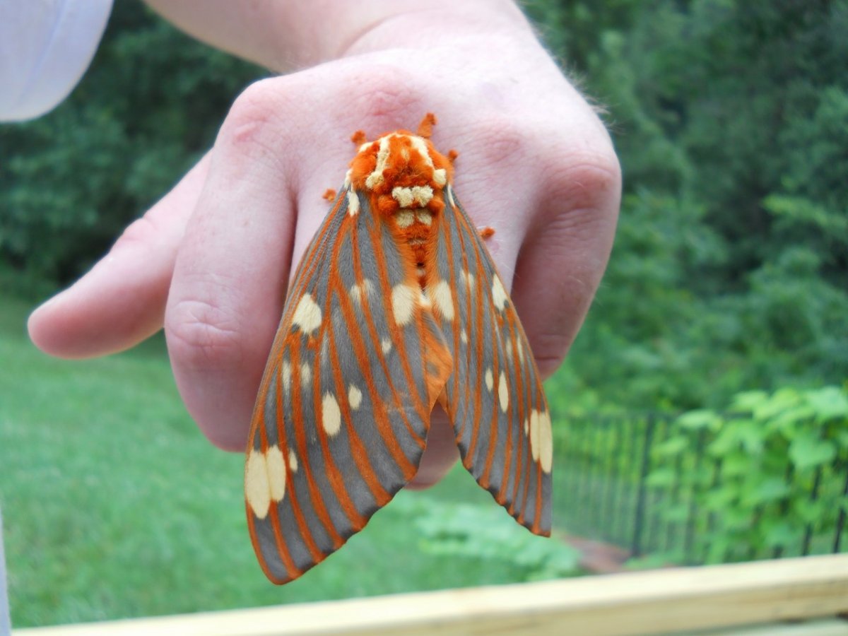 Цитерония Королевская бабочка