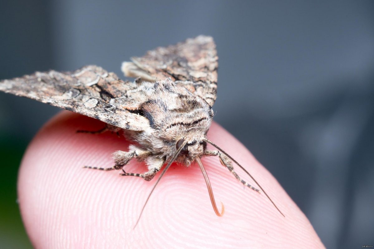 Моль вблизи