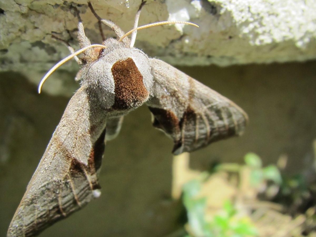 Моль уличная