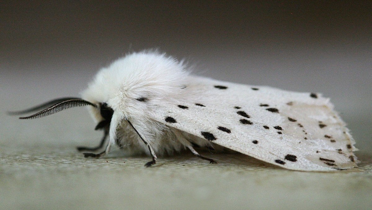 Пудельная моль