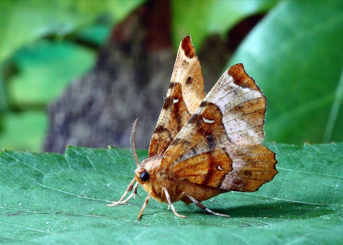 Мотыль бабочка