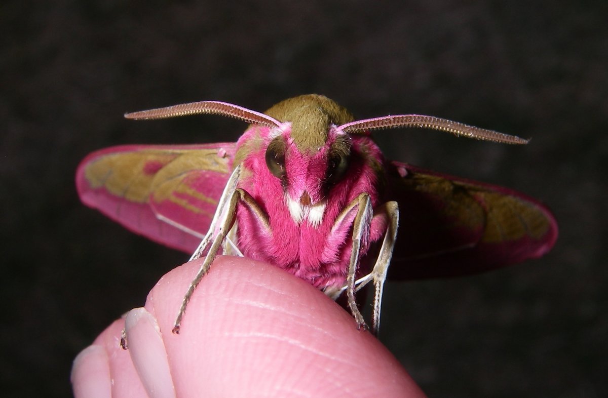 Кленовый мотылек