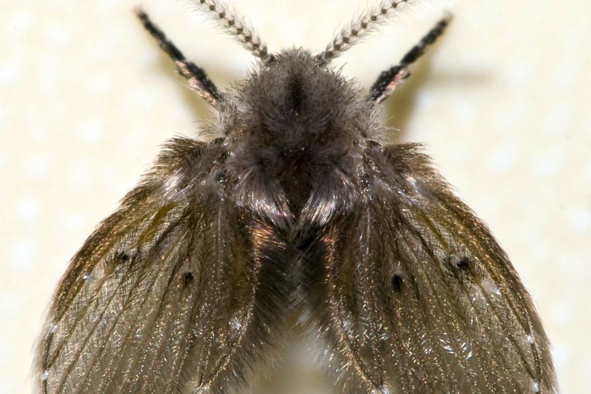 Гигантская моль в Австралии