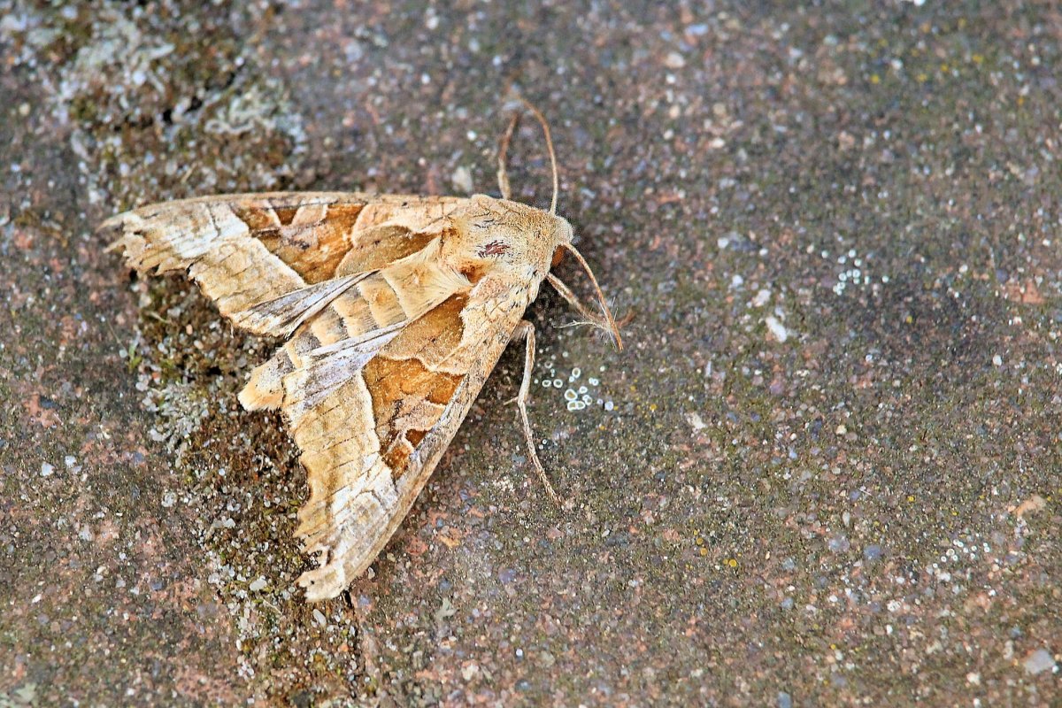 Насекомые вредители моль