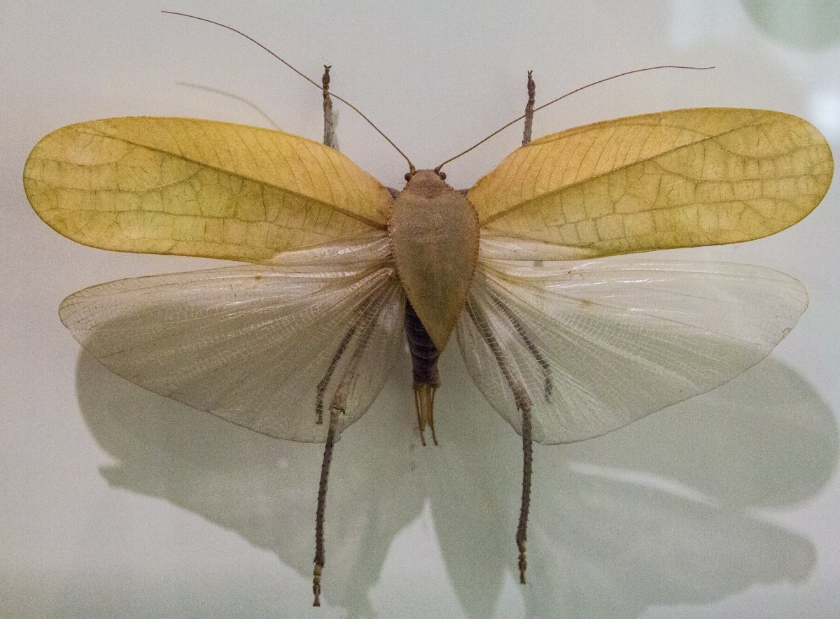 Моль летает