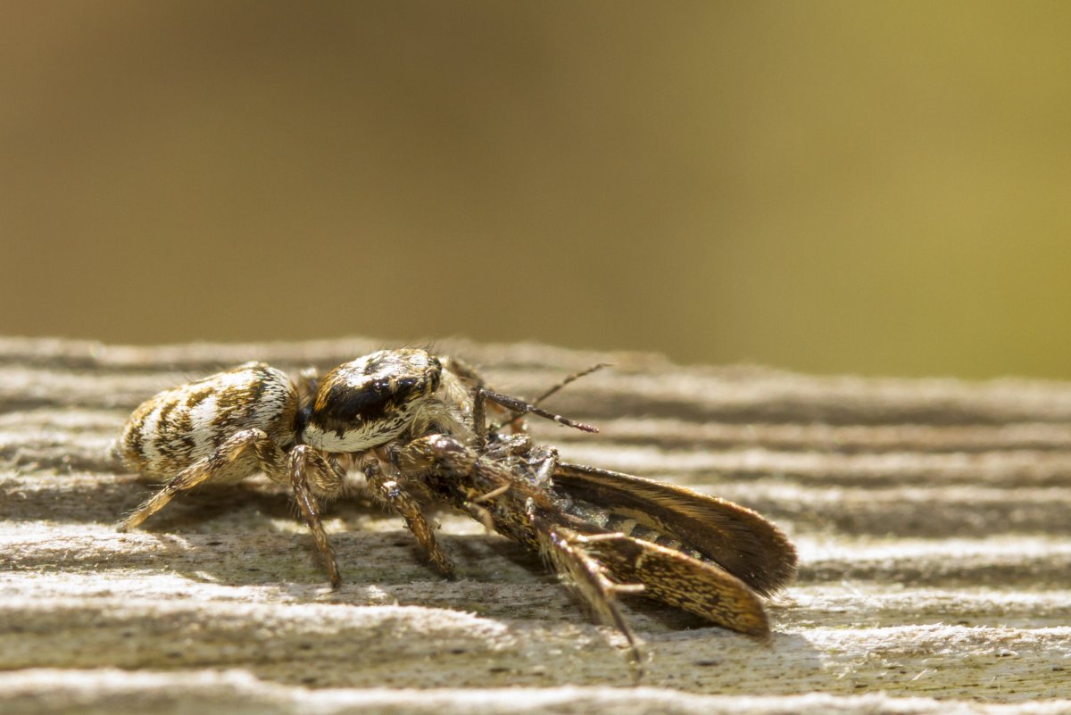 Мотылек Богонга