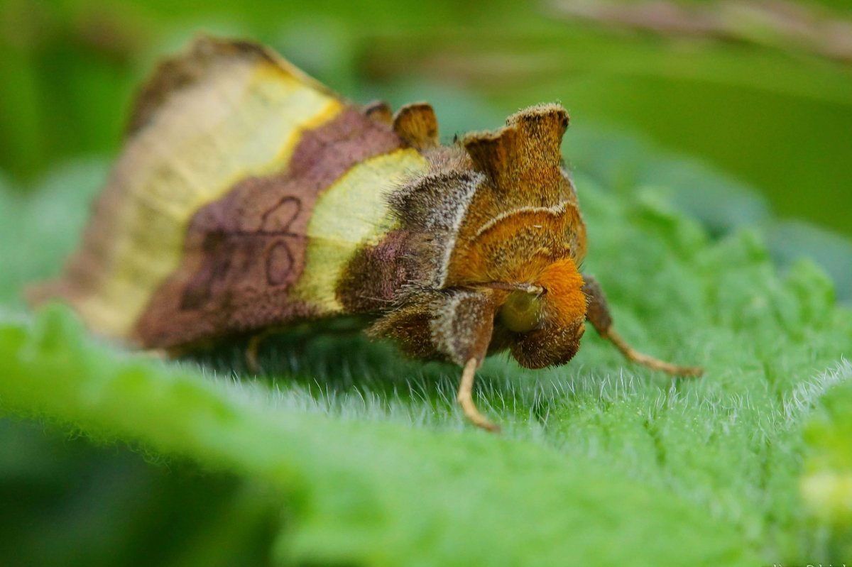 Бабочка моли платяной