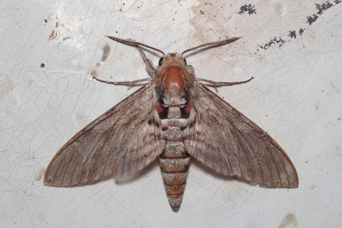 Моль платяная шелкопряд