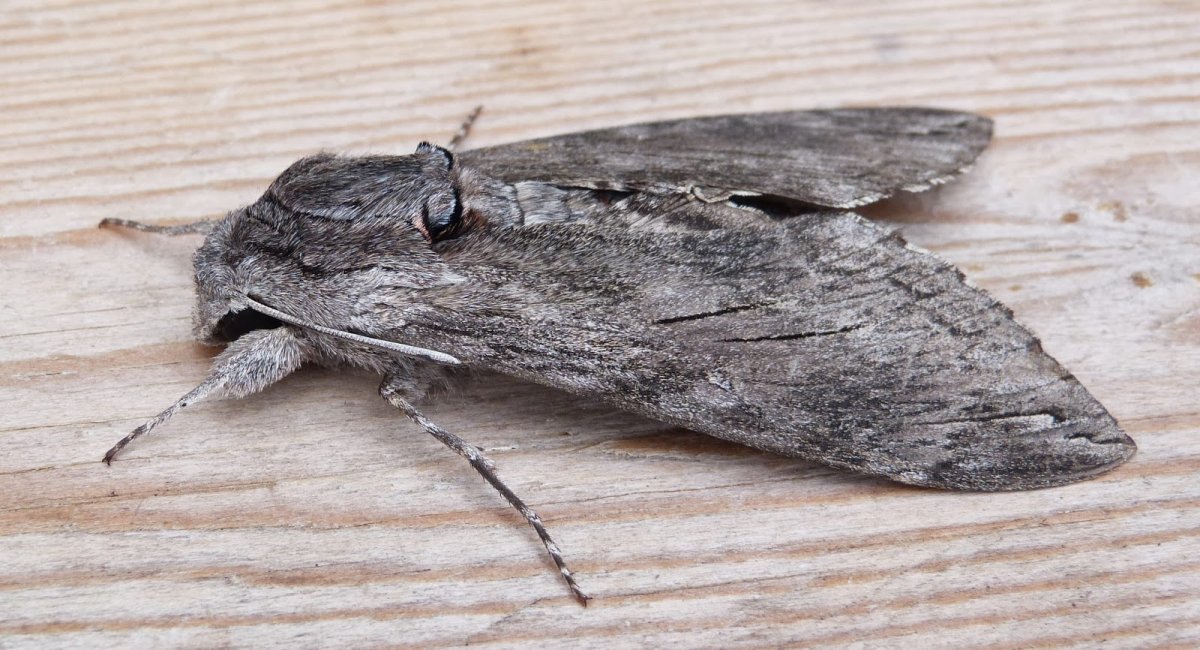 Мотылек серый