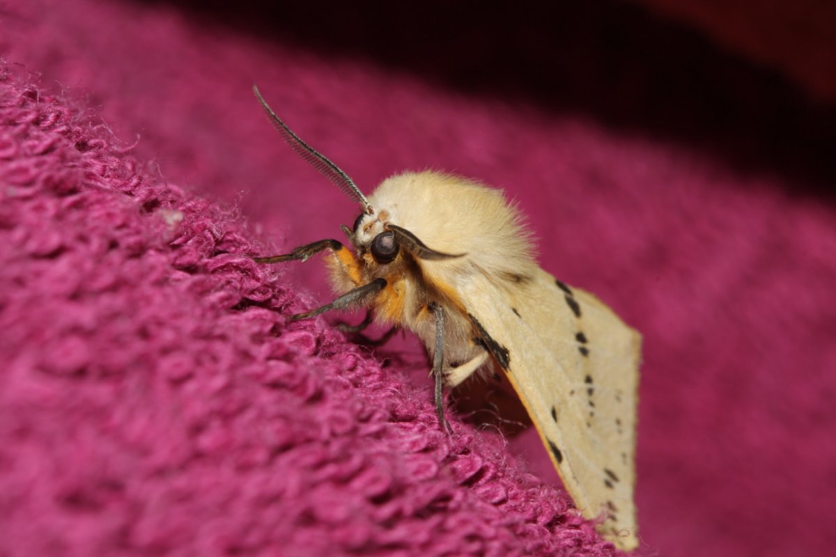 Мотылек большой ночной