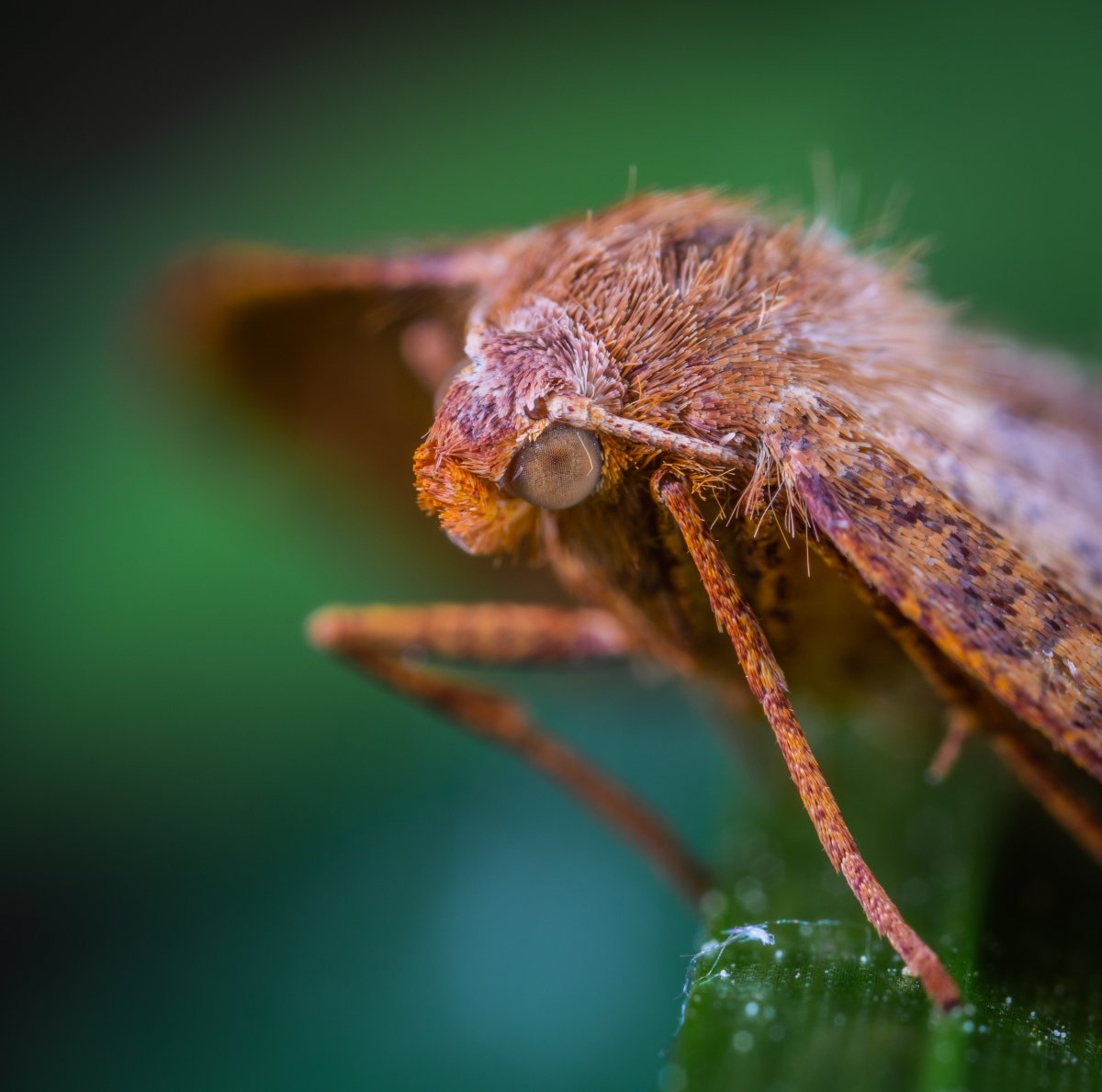 Пестрая ночная бабочка