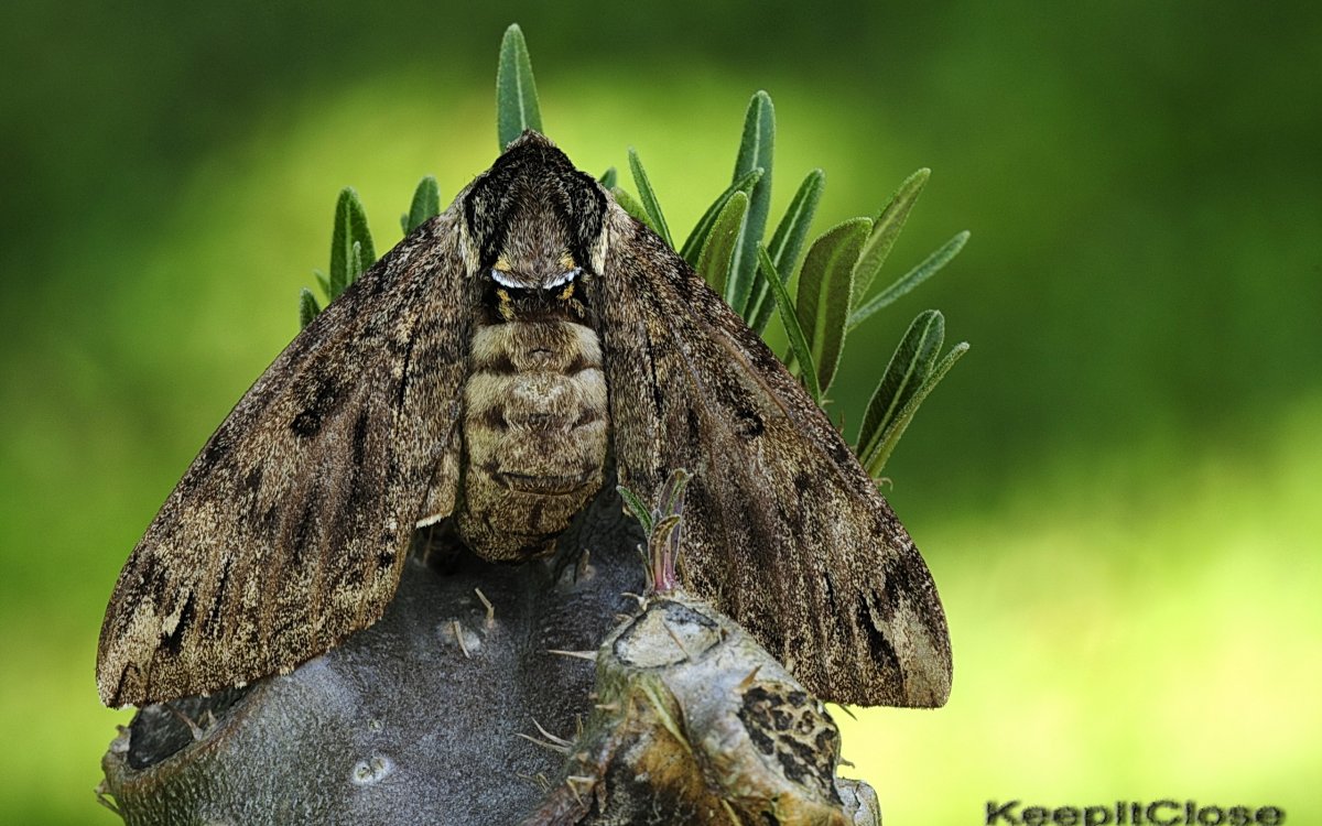 Венесуэльский пуделевый мотылек тутовый шелкопряд