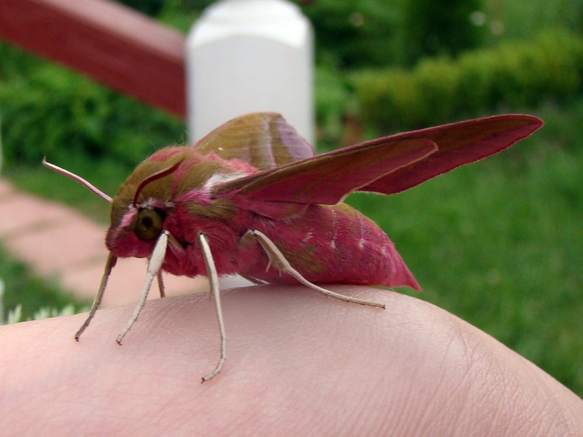 Моль насекомое