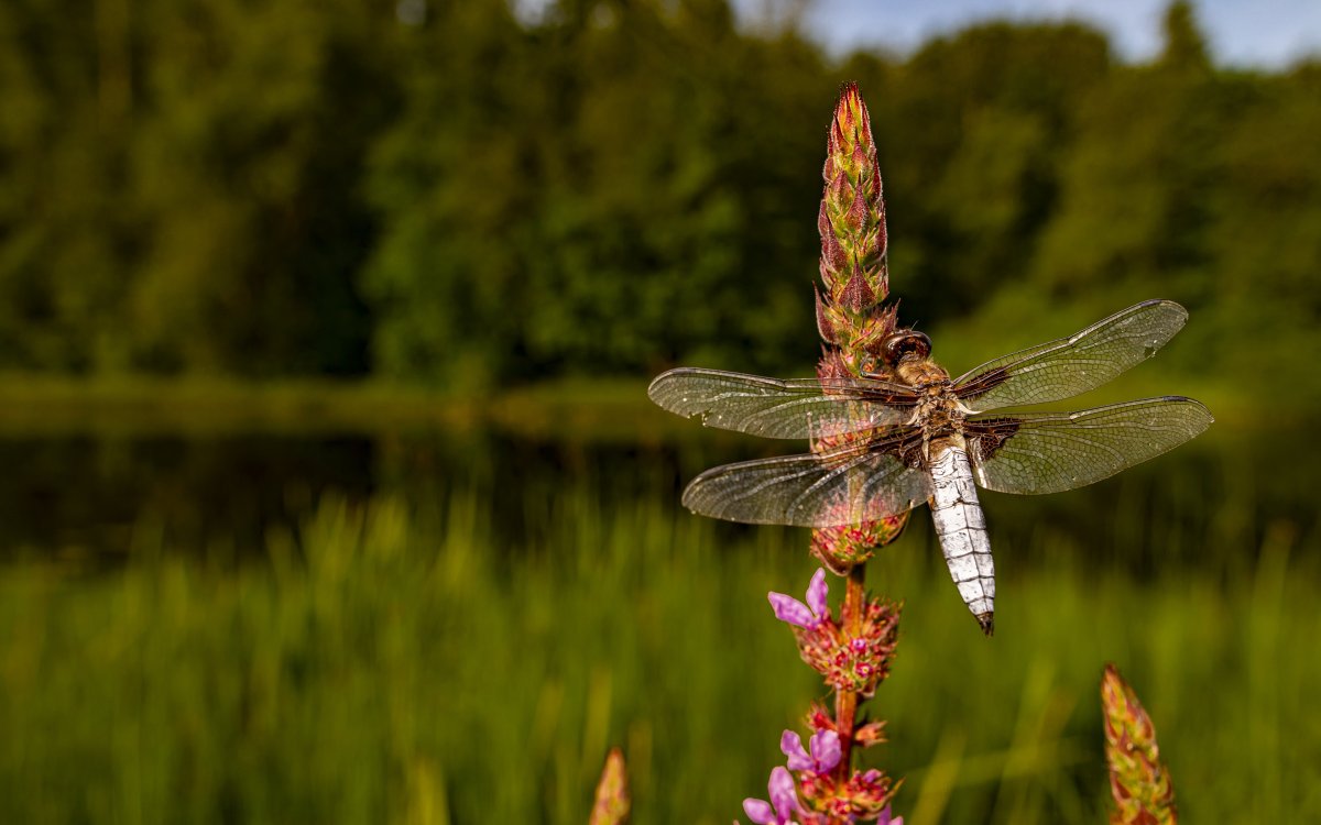 Красивая Стрекоза на природе