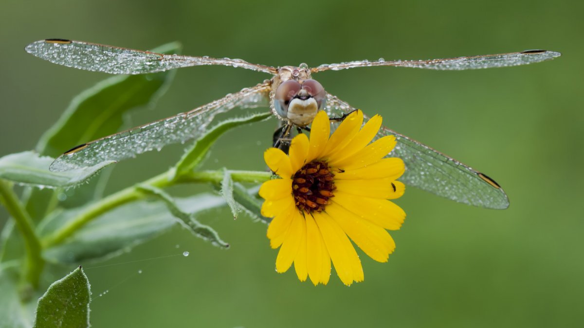 Стрекоза на цветке