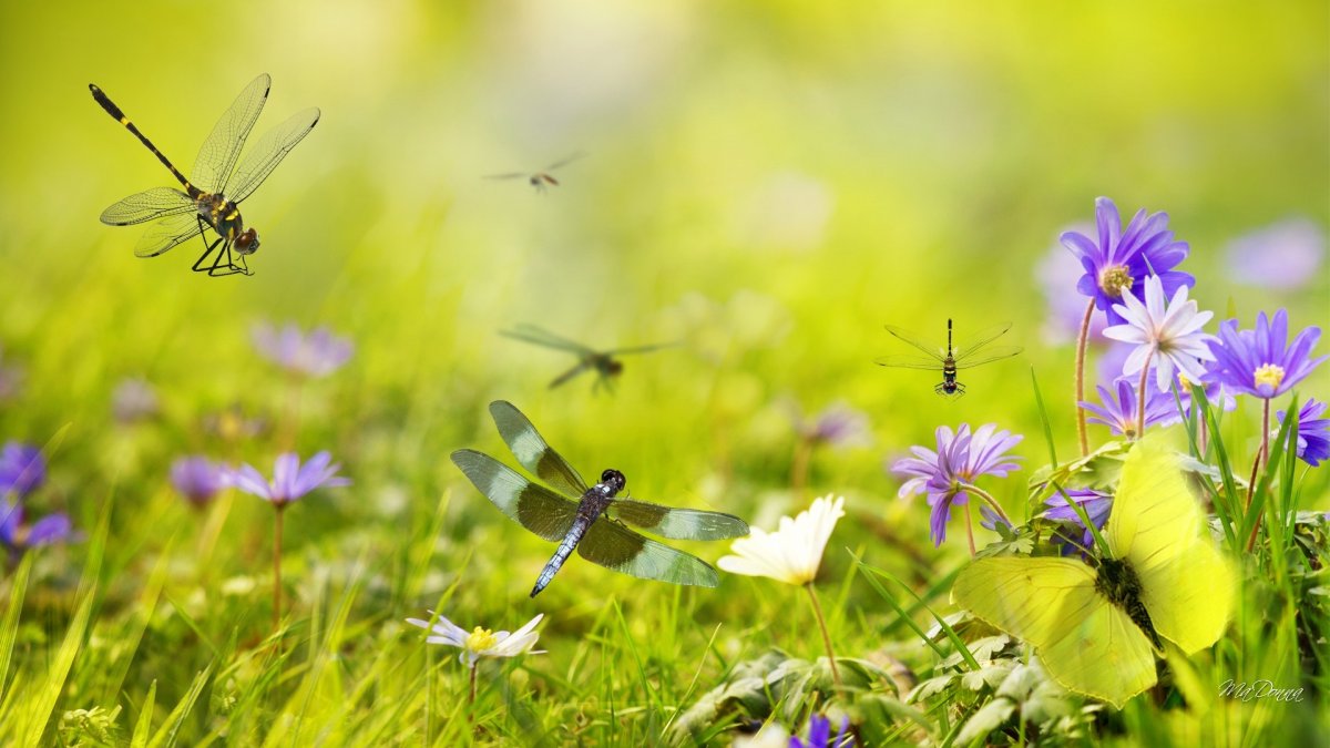 Луг с насекомыми