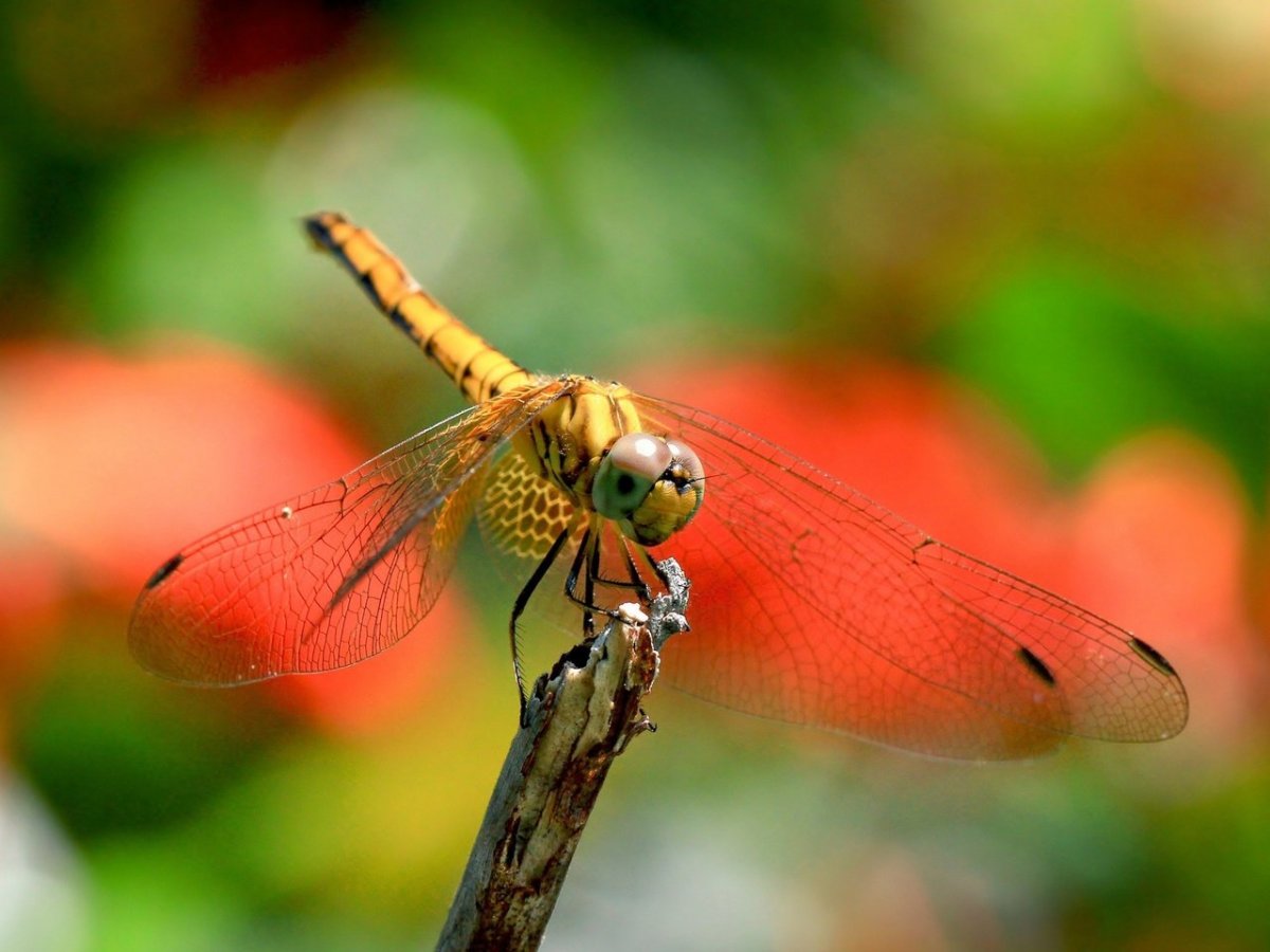 Макросъёмка живой природы