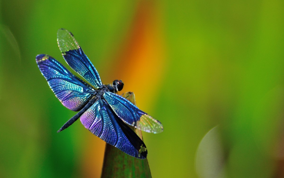 Стрекоза в природе