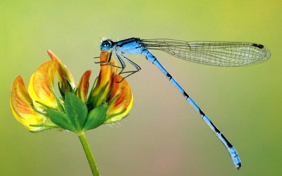 Слайд Стрекоза