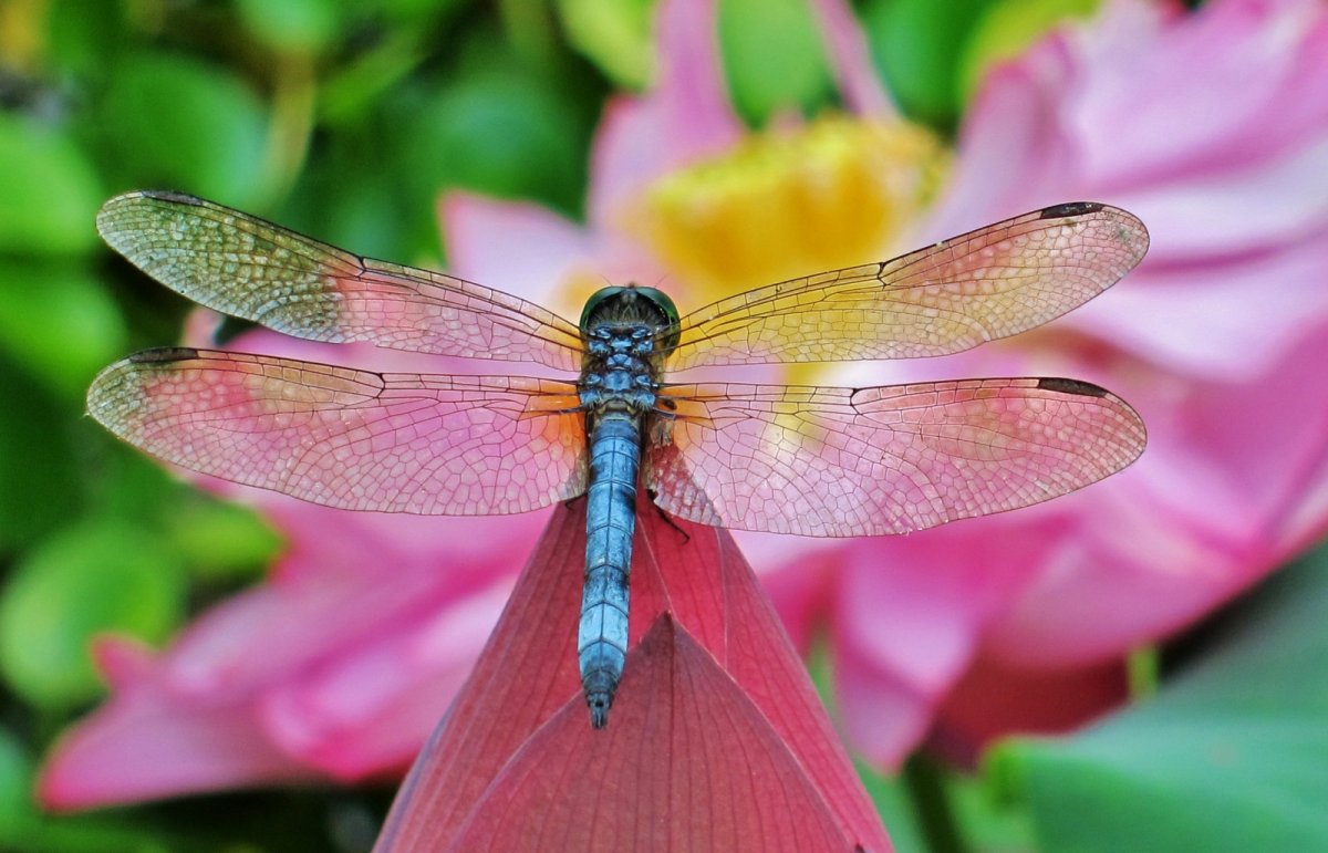 Стрекоза на лотосе