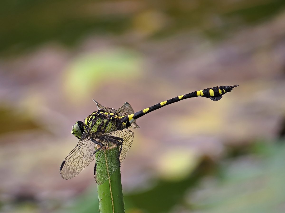 Окрас Стрекозы