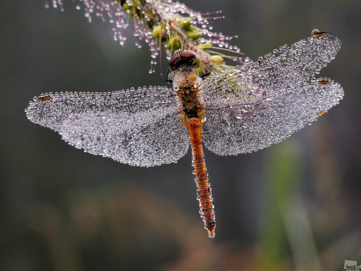 Макросъемка природа