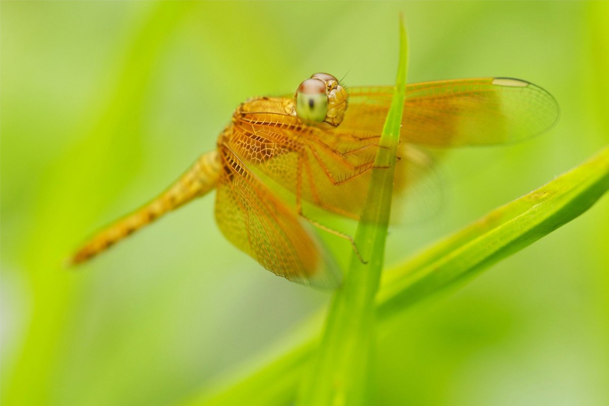 Микромир насекомые Стрекоза