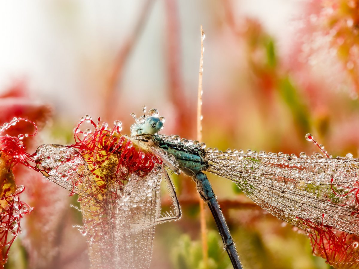 Макросъемка природа