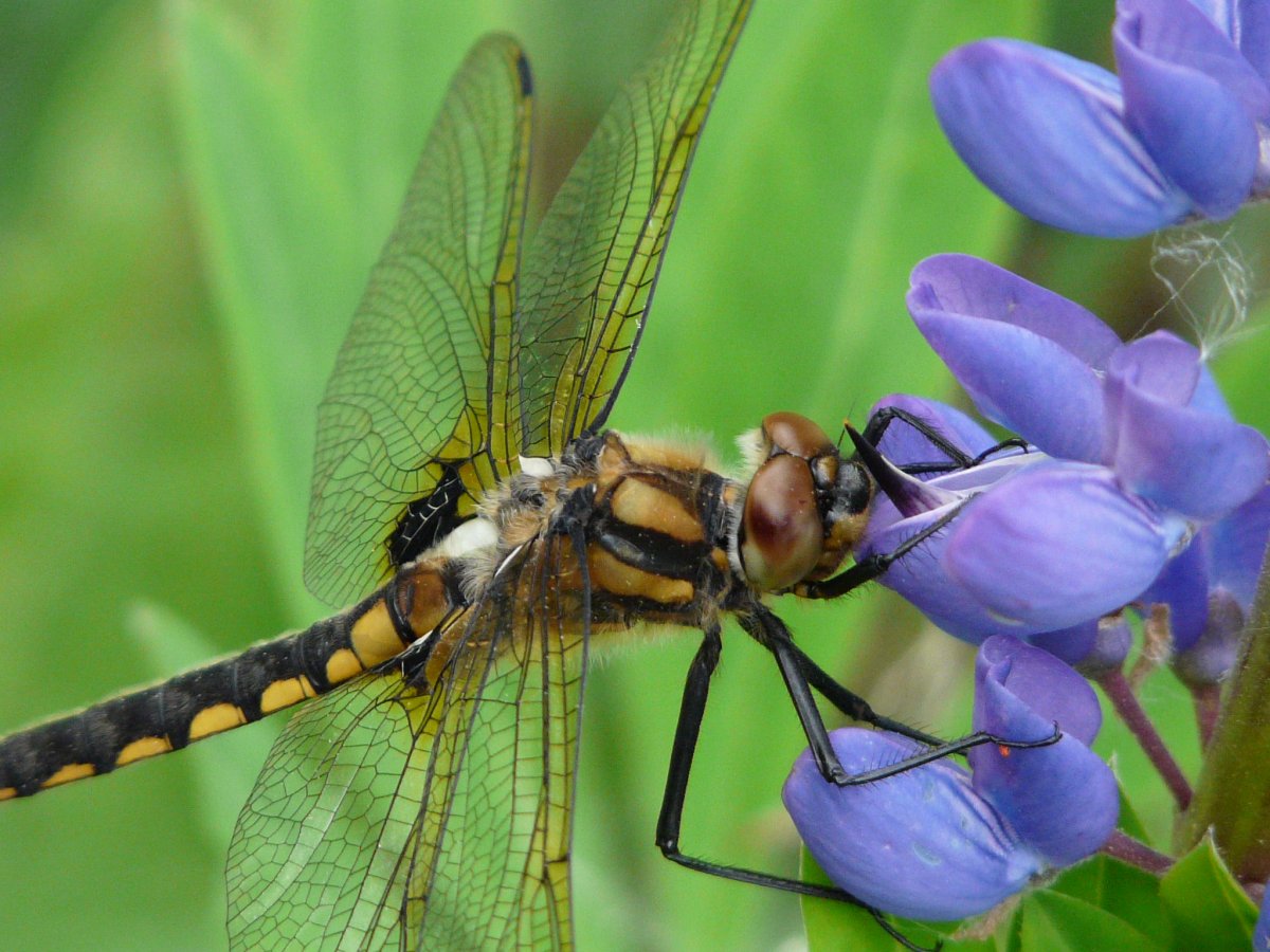 Стрекоза на цветах