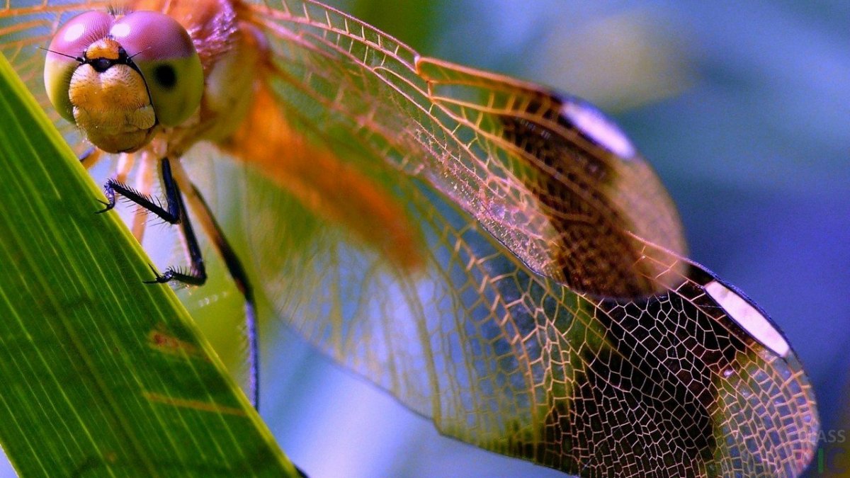 Красивые насекомые