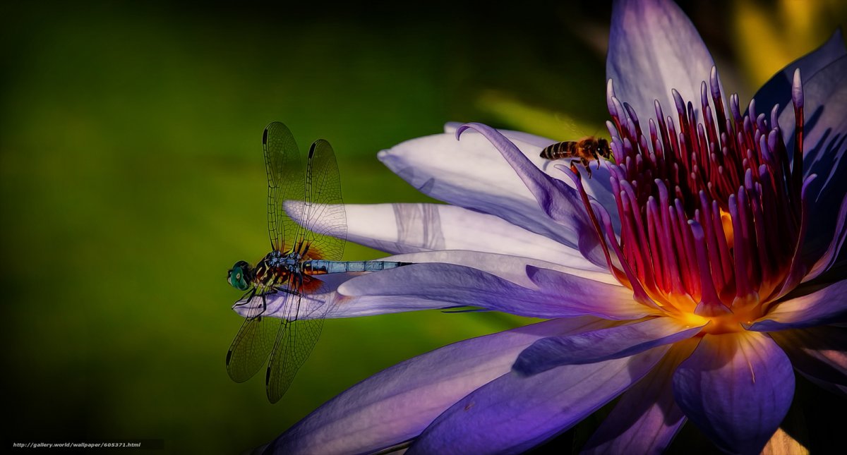 Стрекоза на цветах