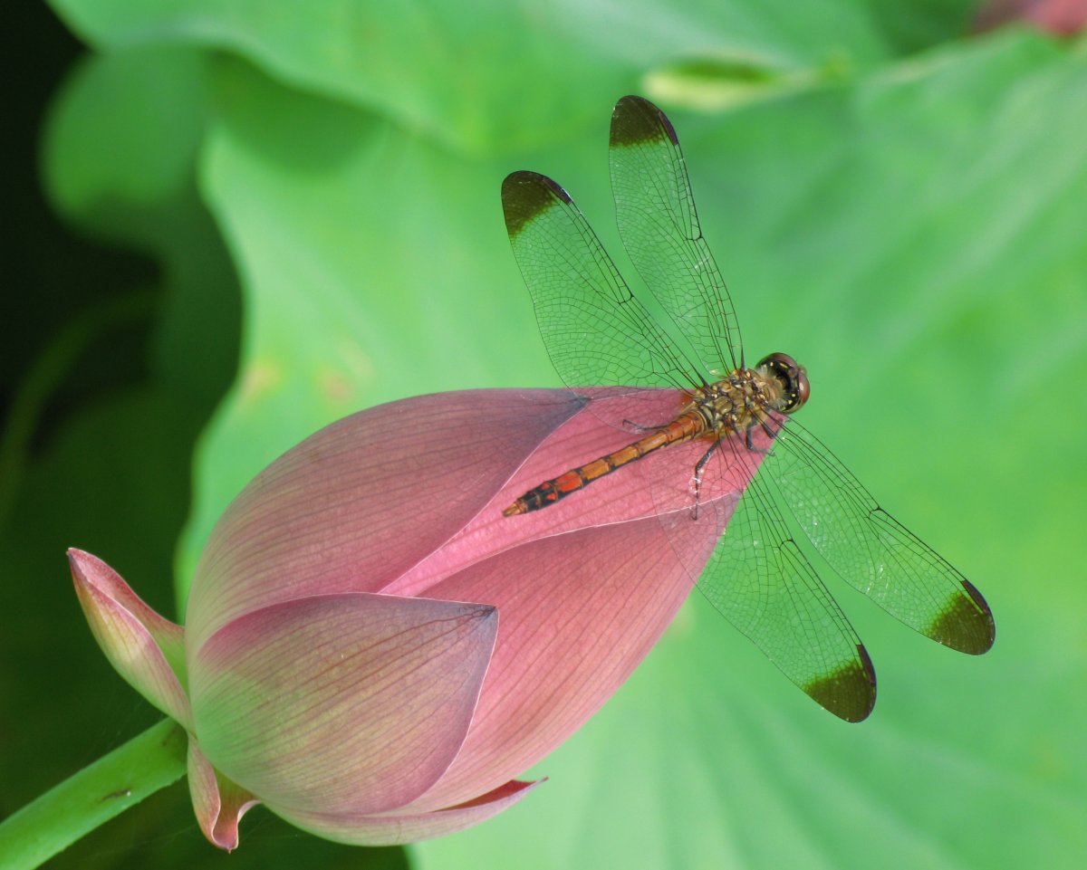 Красивые Стрекозы на цветах