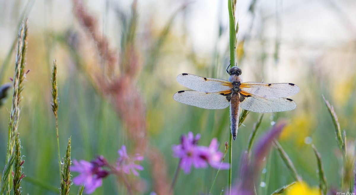 Полевые насекомые