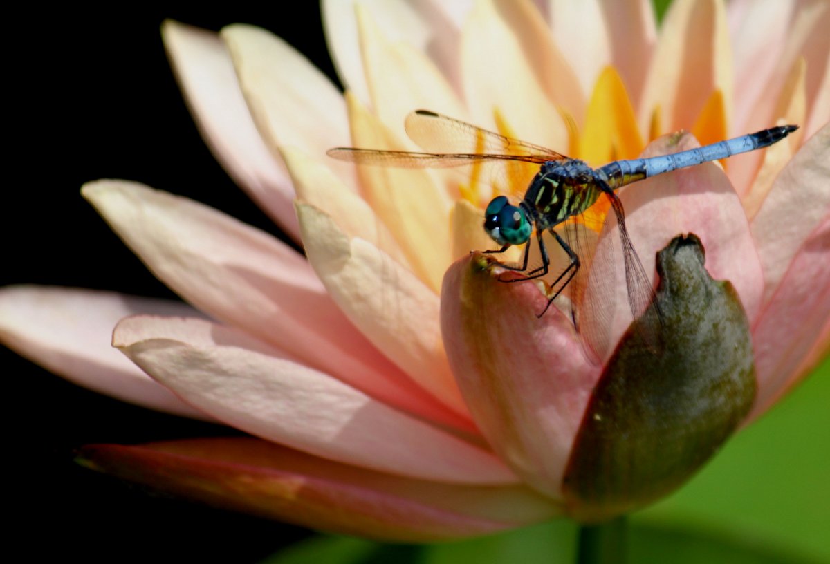 Стрекоза на цветке